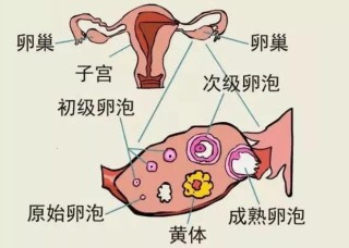 欧洲杯正规下单平台(官方)网站/网页版登录入口/手机版-黄体破裂是什么症状