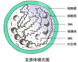 欧洲杯下单平台(官方)APP下载IOS/Android通用版/手机app-支原体阳性是什么意思